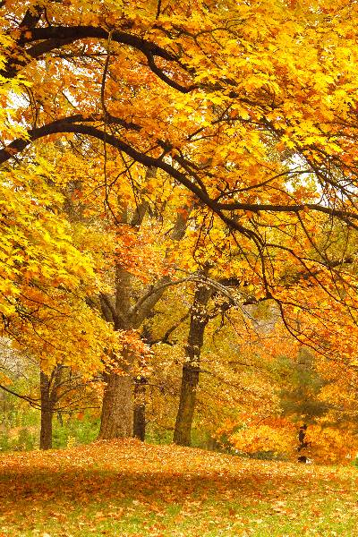 autumnal field covered in leaves and trees